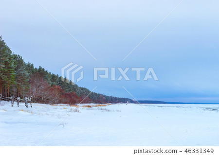 Winter snowy pine forest Narva Bay. Narva-Joesuu Winter snowy pine forest Narva Bay. Narva-Joesuu 46331349