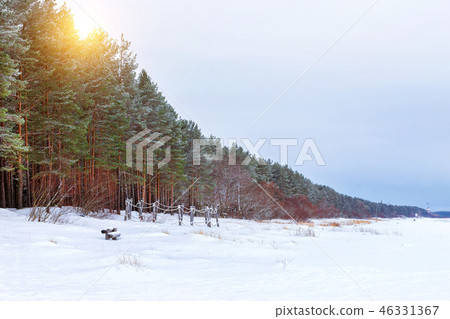Winter snowy pine forest Narva Bay. Narva-Joesuu Winter snowy pine forest Narva Bay. Narva-Joesuu 46331367