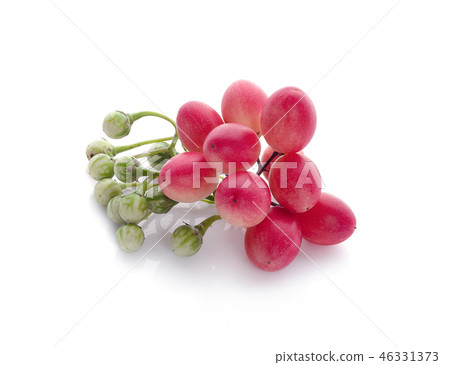 Carissa carandas Linn,Karanda, Carunda isolated Carissa carandas Linn,Karanda, Carunda isolated 46331373