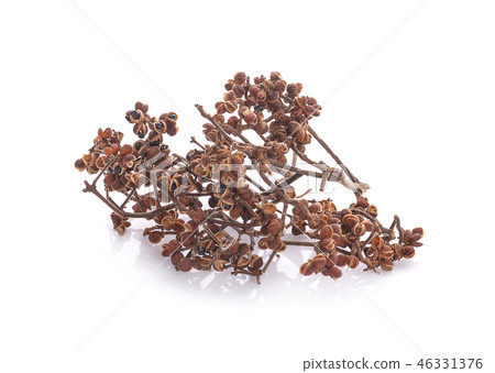 Zanthozylum limonella Alston on white background Zanthozylum limonella Alston on white background 46331376