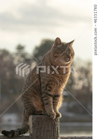 一隻擊中西方的貓 一隻擊中西方的貓 46331760