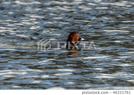Hoshihajiro漂浮在水中 46331761