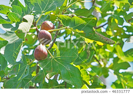 Colored fig fruits 46331777