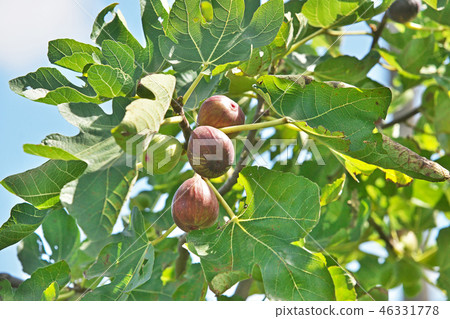 Colored fig fruits 46331778