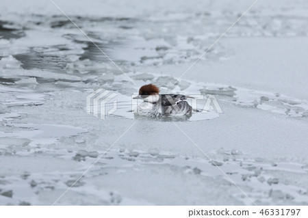 Miko Aisa漂浮在水面上 46331797