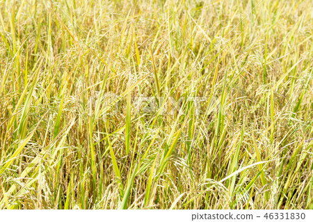 Close up of paddy rice plant Close up of paddy rice plant 46331830