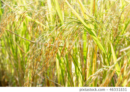 Close up of paddy rice plant Close up of paddy rice plant 46331831