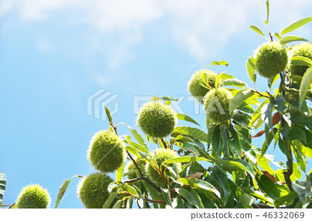 八月栗子果實 46332069