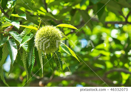 八月栗子果實 46332073