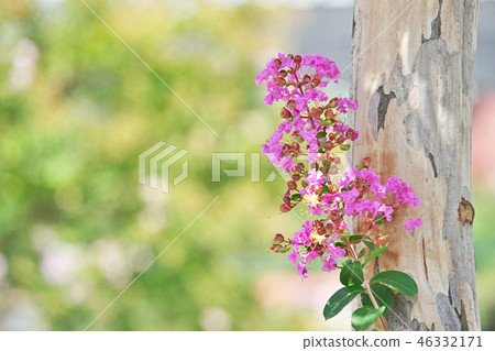 Pink crape myb flower 46332171