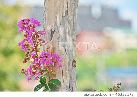 Pink crape myb flower Pink crape myb flower 46332172