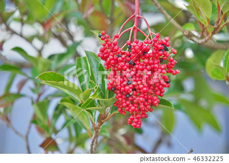 紅色香菜果子 紅色香菜果子 46332225