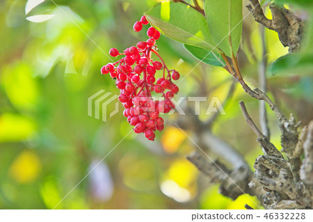 紅色香菜果子 紅色香菜果子 46332228