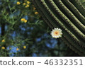 Saguaro cactus in bloom 46332351