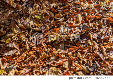 落葉 落葉 46332352