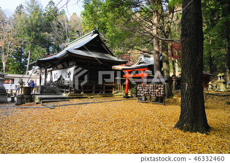 Fall of the Shirakawa 09 Ginkgo, Minamiko Shrine 46332460