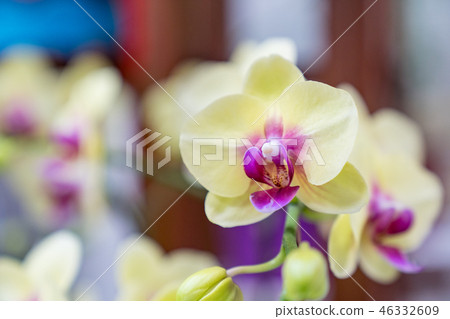 黃色的蘭花花。爬行的蘭花，一個爬行的花品種。阿里（Ari），花蕾，花蕾，flower片。 46332609