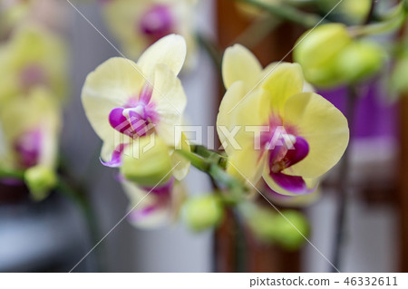 Yellow orchid flower. Crawling orchid, a crawling flower variety. Ari, flower buds, flower buds, flower bracts. Yellow orchid flower. Crawling orchid, a crawling flower variety. Ari, flower buds, flower buds, flower bracts. 46332611