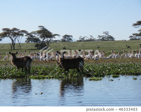 Lake and animals Lake and animals 46333483