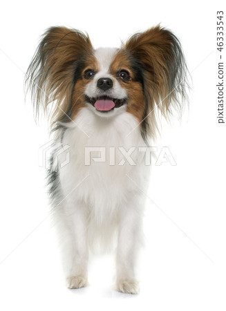 papillon dog in studio papillon dog in studio 46333543