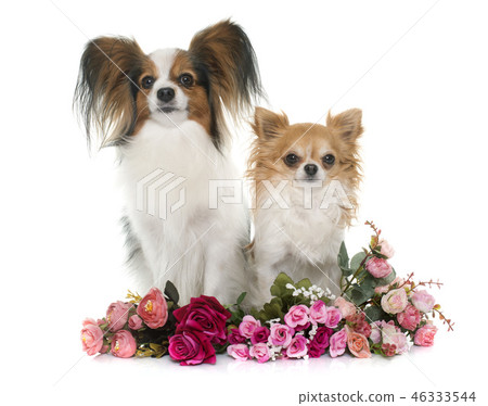 papillon dog and chihuahua papillon dog and chihuahua 46333544