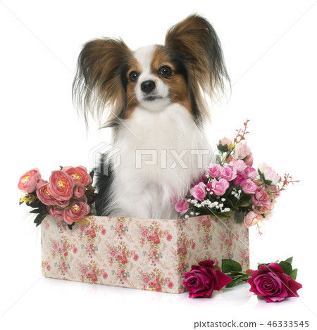 papillon dog in studio papillon dog in studio 46333545