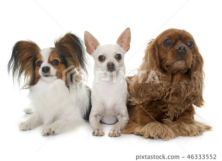 group of dogs 46333552