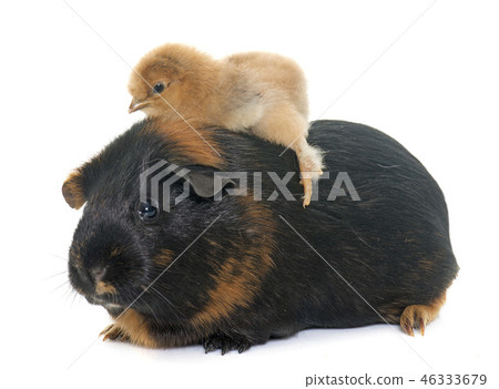 guinea pig and chick 46333679