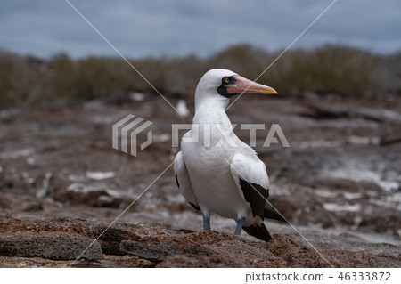 Nazca boobies 46333872