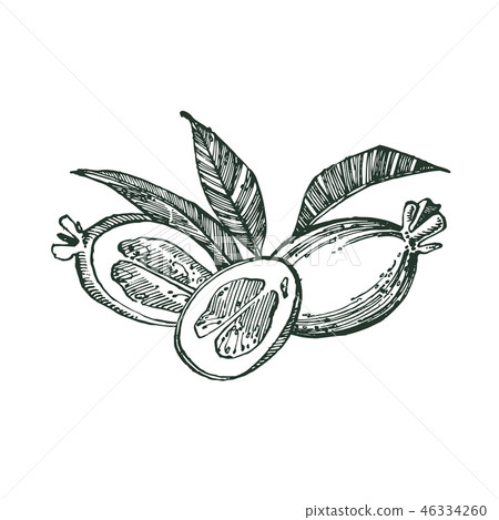 Collection of feijoa fruit, flower, leaves and feijoa slice. Vector hand drawn illustration. 46334260