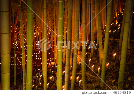 竹林小口徑照明（小城堡遺址公民森林） 46334819