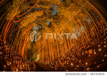 Small-diameter light-up of bamboo grove (Small Castle Ruins Citizen's Forest) Small-diameter light-up of bamboo grove (Small Castle Ruins Citizen's Forest) 46334820