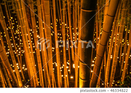 Small-diameter light-up of bamboo grove (Small Castle Ruins Citizen's Forest) Small-diameter light-up of bamboo grove (Small Castle Ruins Citizen's Forest) 46334822