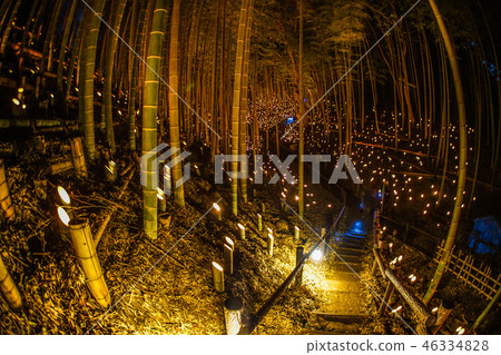 Small-diameter light-up of bamboo grove (Small Castle Ruins Citizen's Forest) 46334828