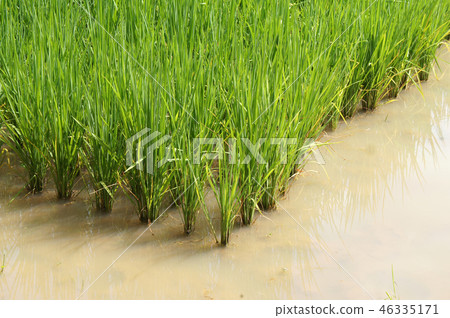 View of rice field or paddy field.  46335171