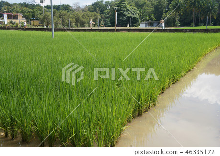 View of rice field or paddy field.  46335172