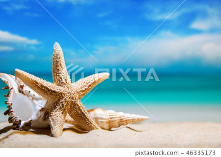 seashells by the sea. beach holiday. beautiful summer background 46335173