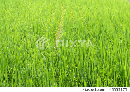 View of rice field or paddy field.  46335175