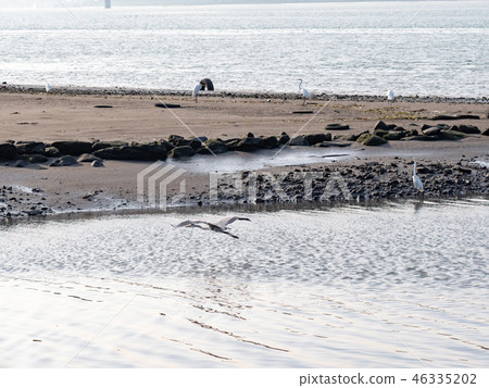 above,animal,animals,ardeidae family,asia,avian,ba above,animal,animals,ardeidae family,asia,avian,ba 46335202