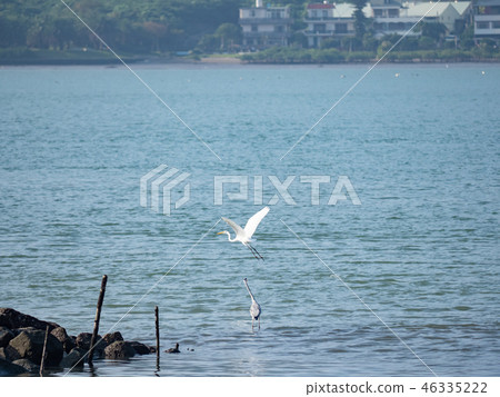 above,animal,animals,ardeidae family,asia,avian,ba 46335222