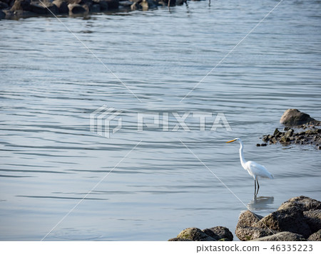 above,animal,animals,ardeidae family,asia,avian,ba 46335223
