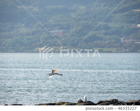 above,animal,animals,ardeidae family,asia,avian,ba 46335227
