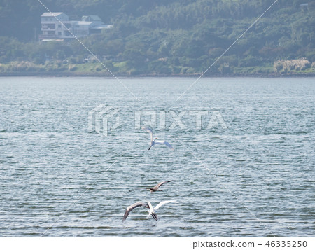 above,animal,animals,ardeidae family,asia,avian,ba 46335250
