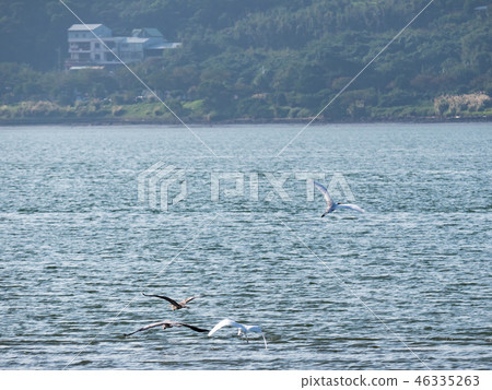 above,animal,animals,ardeidae family,asia,avian,ba 46335263