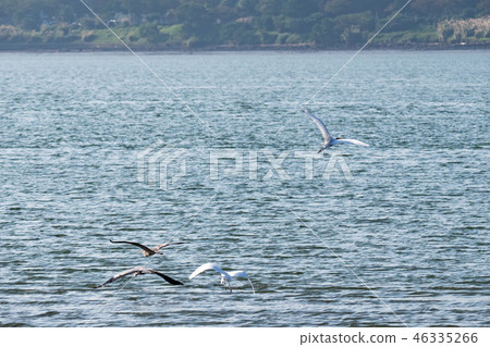 above,animal,animals,ardeidae family,asia,avian,ba 46335266