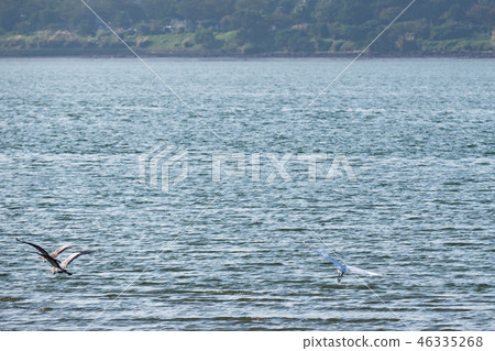 above,animal,animals,ardeidae family,asia,avian,ba 46335268