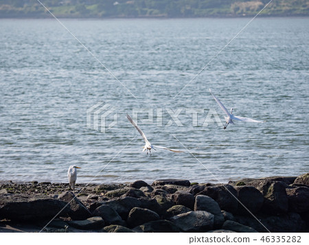 above,animal,animals,ardeidae family,asia,avian,ba 46335282