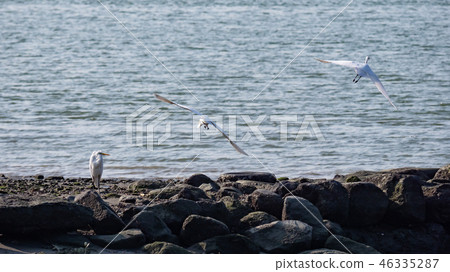 above,animal,animals,ardeidae family,asia,avian,ba 46335287