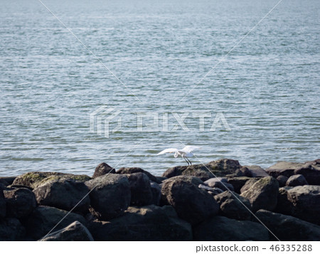 above,animal,animals,ardeidae family,asia,avian,ba 46335288