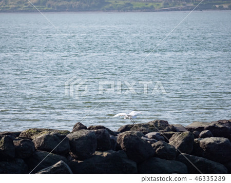 above,animal,animals,ardeidae family,asia,avian,ba 46335289